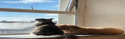 Maine Coon cats for sale: Maine Coon TICA Black Smoke in Blaenau Ffestiniog - Advert 3