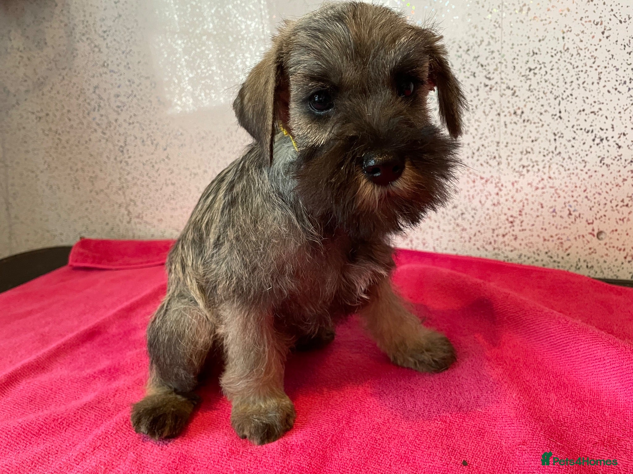 Miniature Schnauzer dogs Miniature schnauzer  - Advert 2