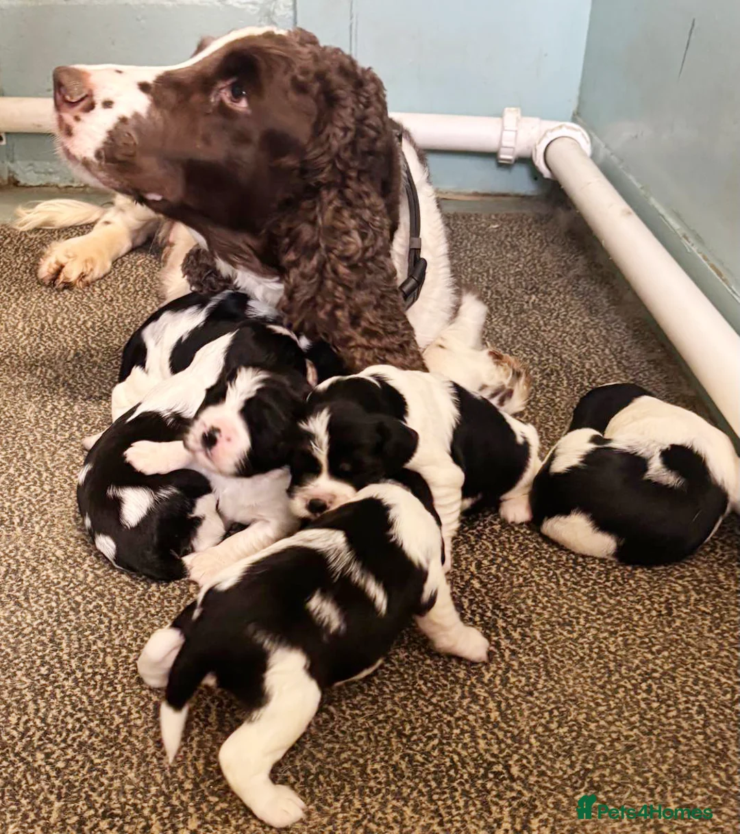 English Springer Spaniel dogs for sale: English Springer Spaniel Puppies - 5 Star Licence - Advert 2