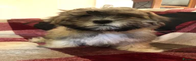 Shihpoo 1