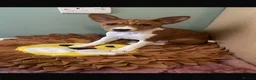 Basenji dogs for sale: 6 basenji puppies ONLY TWO LEFT 4 months old now  - Advert 4