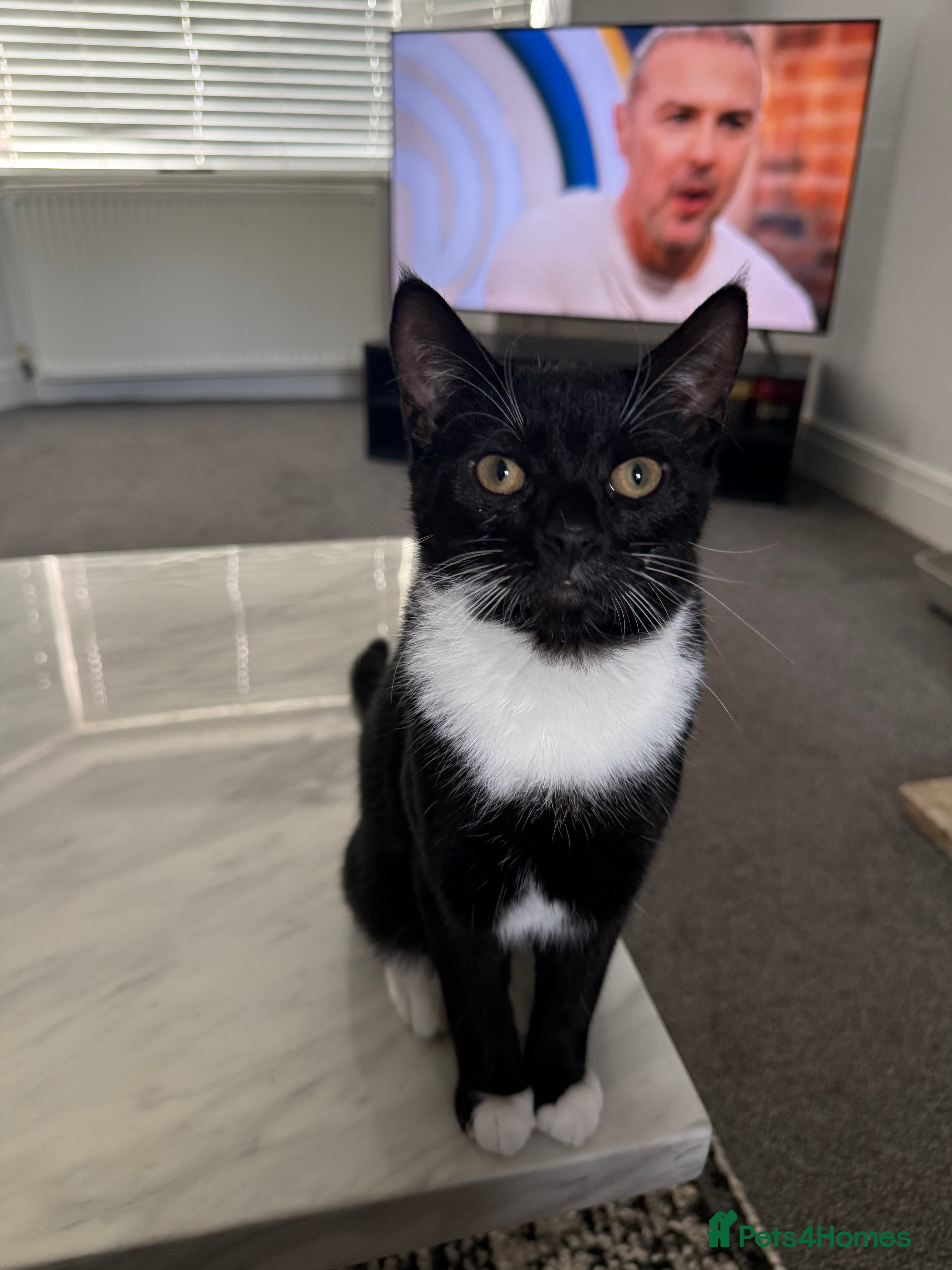 Mixed Breed cats 2 loving kitten to rehome 🐾  - Advert 13
