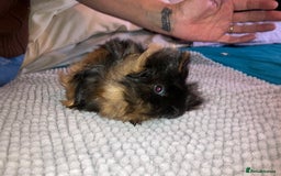 Guinea Pig rodents for sale: Bonded pair of male guinea pigs - Image 2