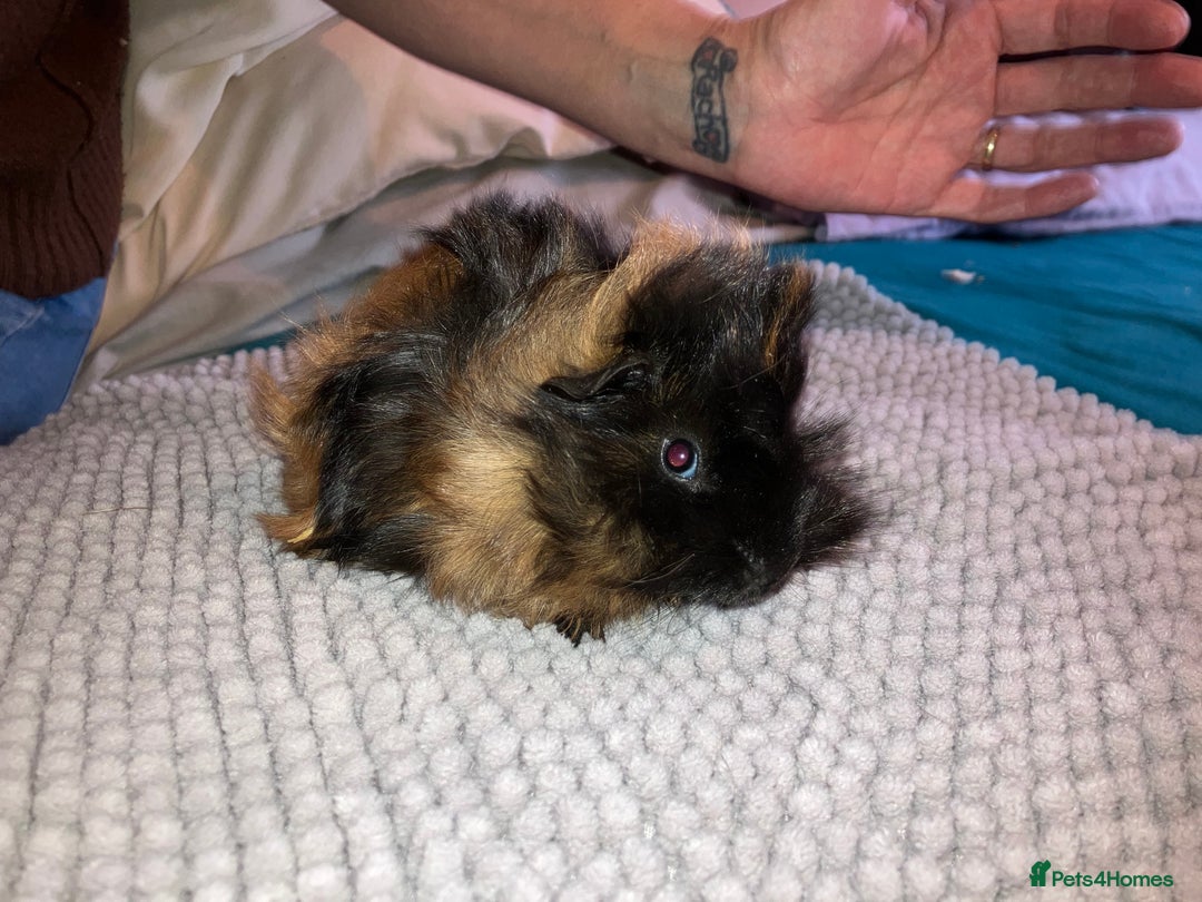 Guinea Pig rodents for sale: Bonded pair of male guinea pigs - Image 2