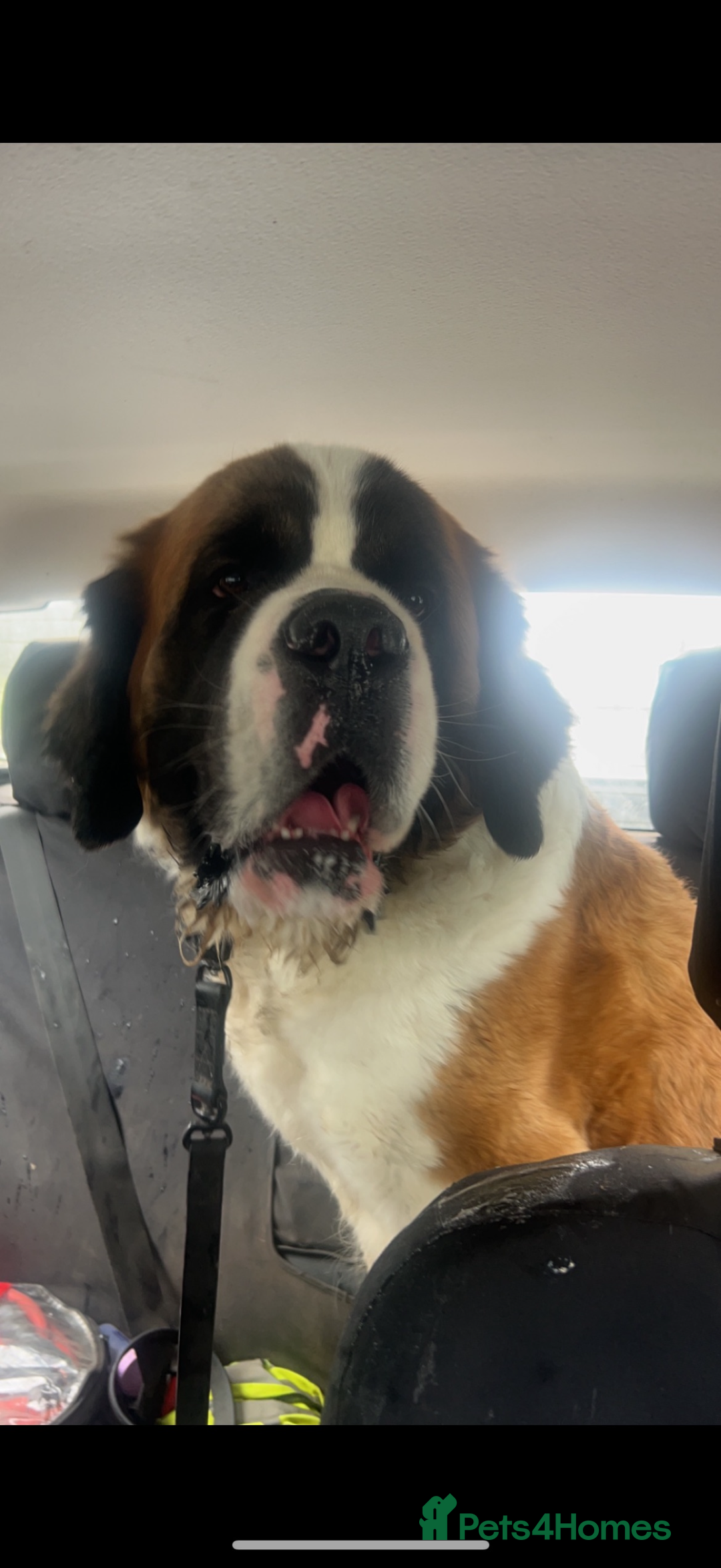 Saint Bernard dogs for sale: Gorgeous Saint Bernard puppies for sale - Advert 12