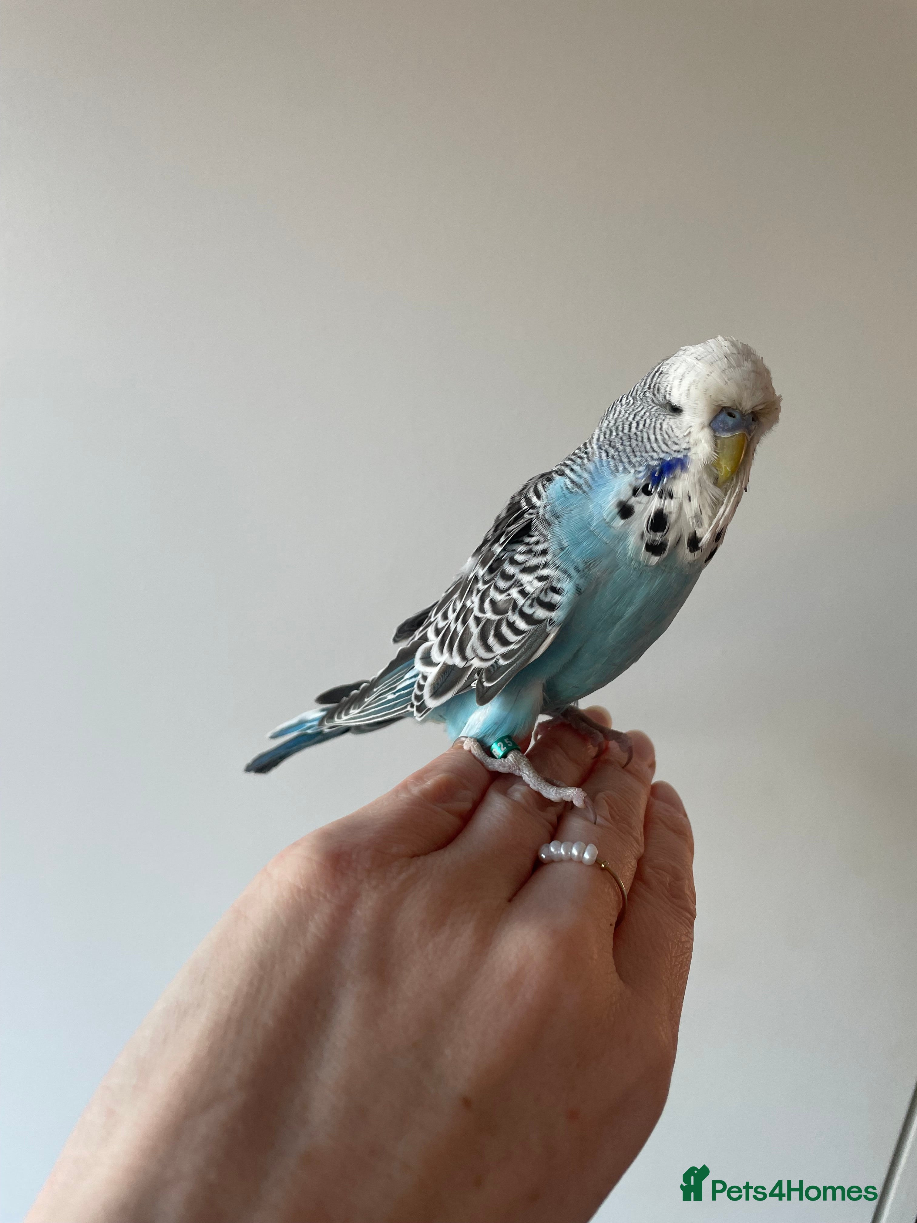 Budgerigars birds Hand tame baby male blue budgie cage food extras - Advert 1