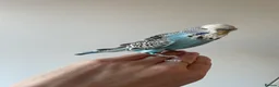 Budgerigars birds for sale: Hand tame baby male blue budgie cage food extras - Advert 1