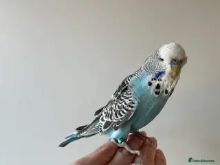 Budgerigars birds Hand tame baby male blue budgie cage food extras - Advert 1