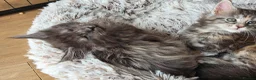 Maine Coon cats for sale: Maine coon kittens Ready Now - Advert 20