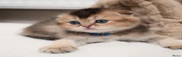 Scottish Fold cats for sale: Golden Scottish Fold & Straight – TICA Registered - Advert 1