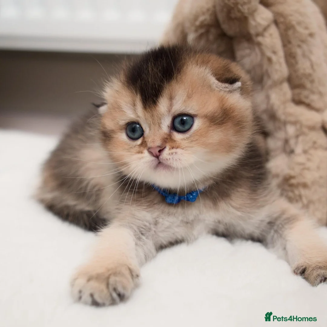 Scottish Fold cats for sale: Golden Scottish Fold & Straight – TICA Registered - Advert 1