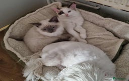 Ragdoll cats for sale: Ragdoll kittens  - Image 11