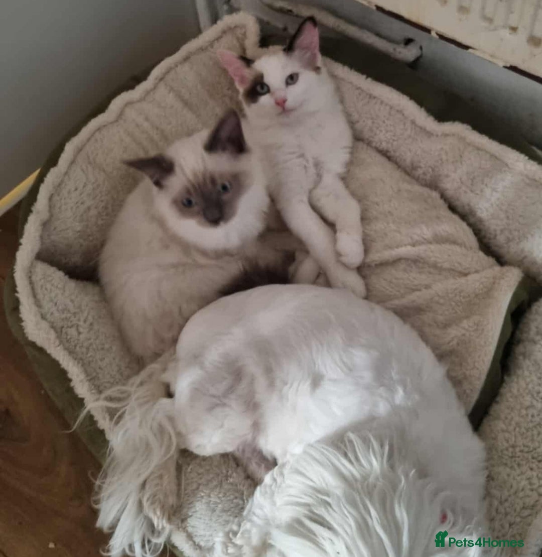 Ragdoll cats for sale: Ragdoll kittens  - Image 11