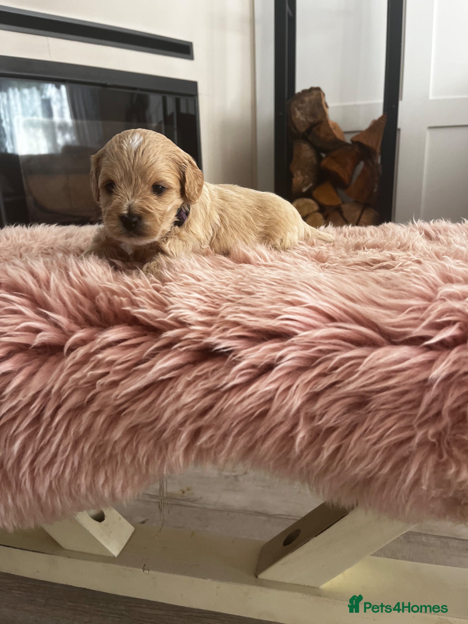 Cockapoo dogs Miniature f1b Cockapoo puppies DNA health clear🌟  - Advert 1