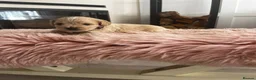 Cockapoo dogs for sale: Miniature f1b Cockapoo puppies DNA health clear🌟  - Advert 10