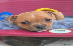 Staffordshire Bull Terrier dogs for sale: !READY NOW! KC Reg Quality Red Staffy Puppies  - Image 14