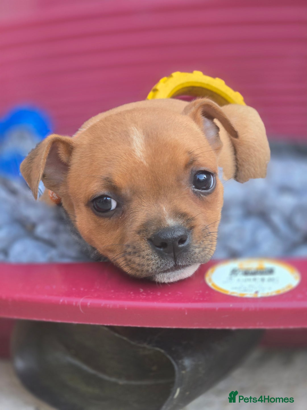 Staffordshire Bull Terrier dogs for sale: !READY NOW! KC Reg Quality Red Staffy Puppies  - Image 14