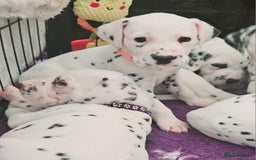 Dalmatian dogs for sale: Beautiful Dalmatian Puppies - Image 6