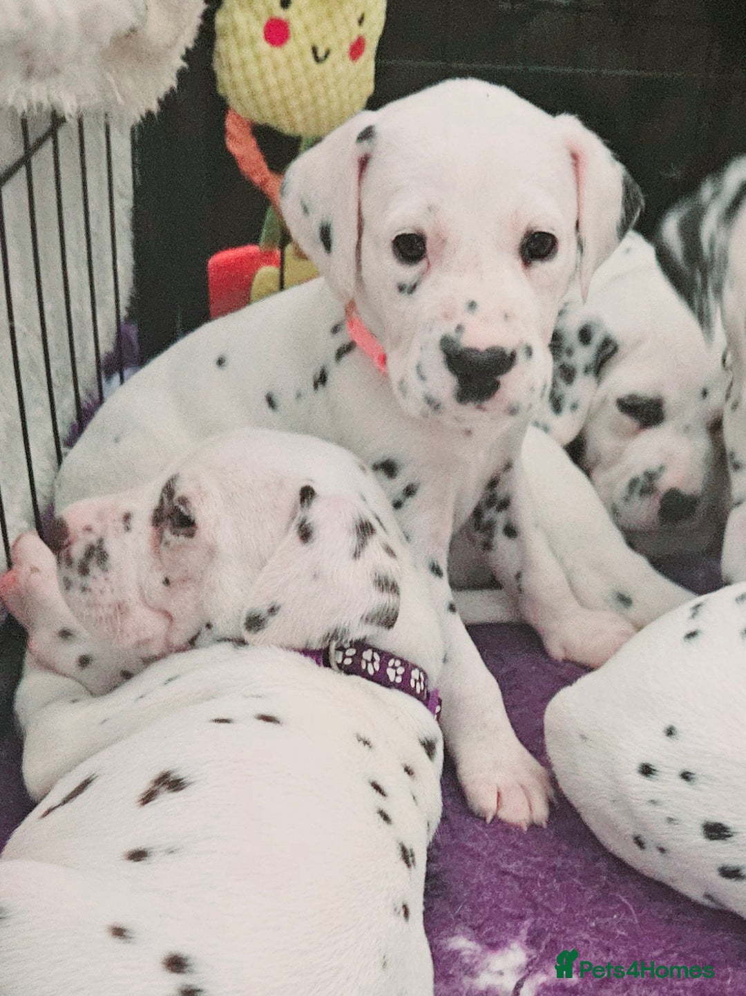 Dalmatian dogs for sale: Beautiful Dalmatian Puppies - Image 6