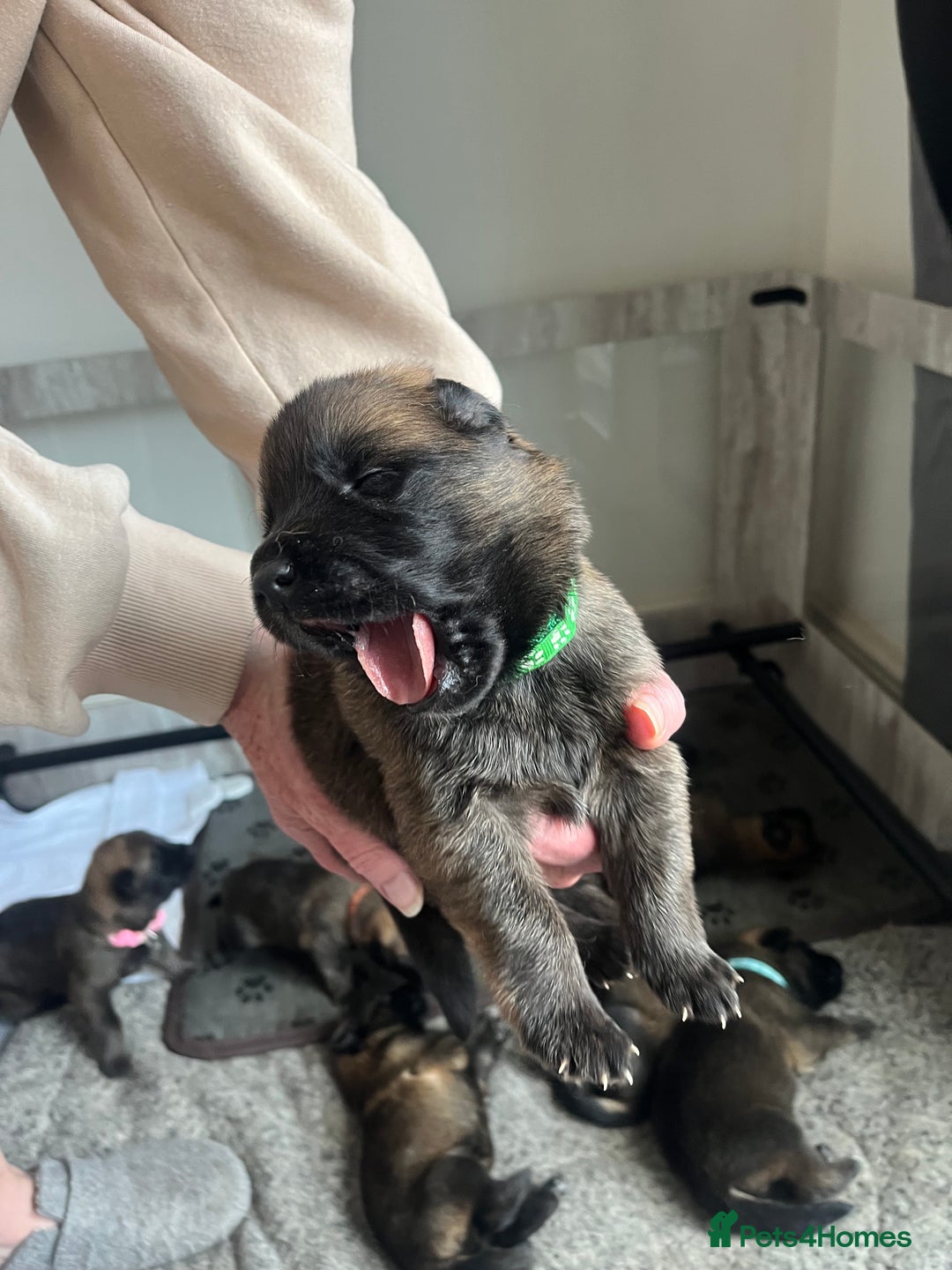 Mixed Breed dogs for sale: Adorable litter of 'shepinois' - Image 5