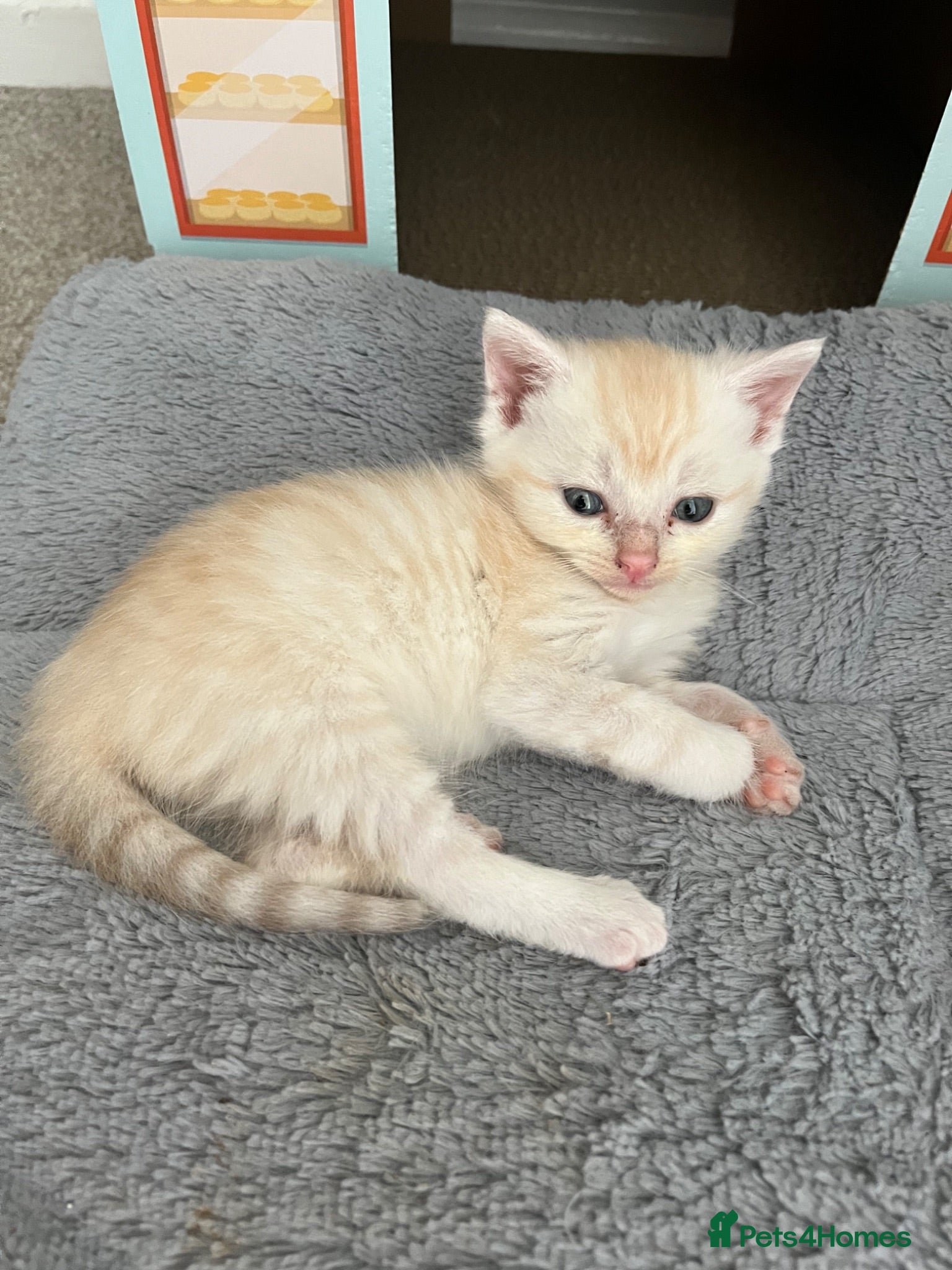 Mixed Breed cats Beautiful Cream Boy Kitten – Last One Left! - Advert 2