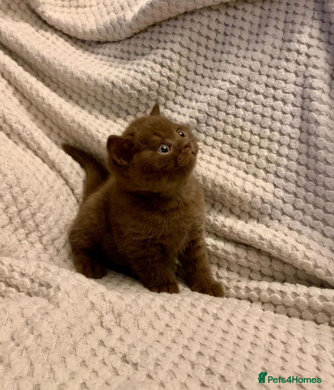 British Shorthair cats for sale: GCCF choclate British shorthair kittens READY NOW  - Advert 33