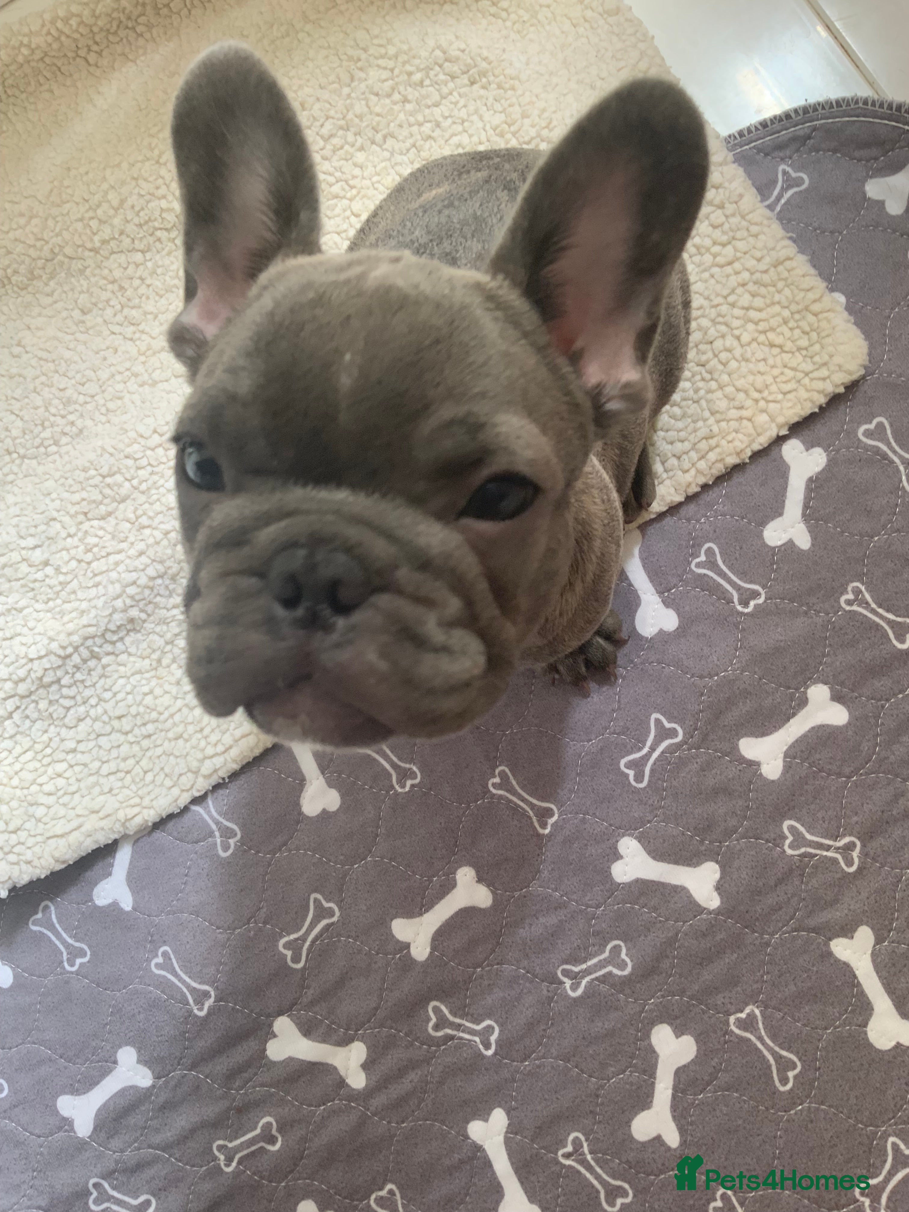 French Bulldog dogs for sale: 2 rare beautiful french bulldog 11 weeks old  - Advert 6