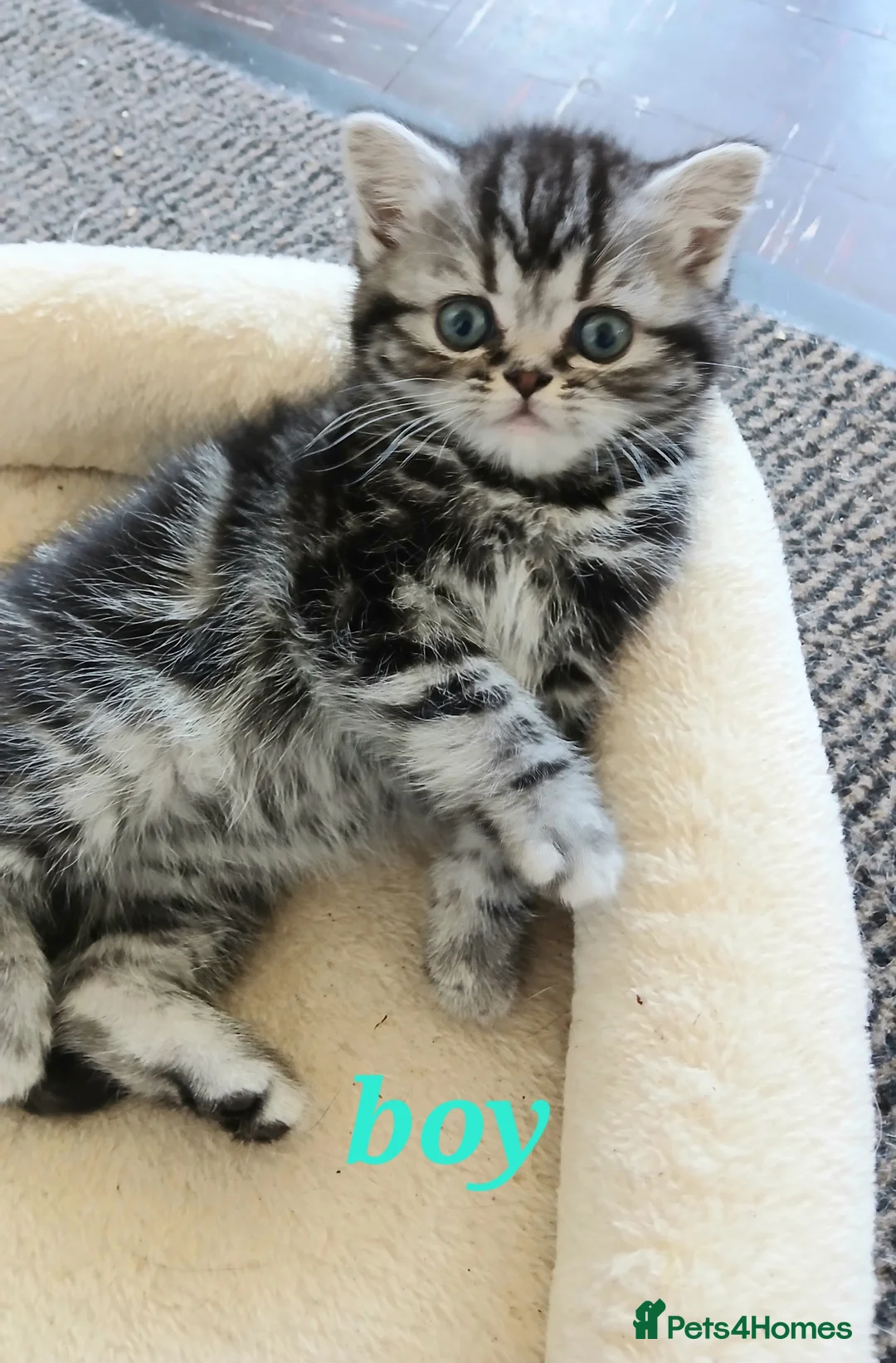 British Shorthair cats for sale: Bsh. Silver clasic tabby . - Advert 1