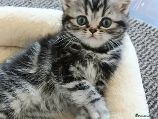 British Shorthair cats Bsh. Silver clasic tabby . - Advert 4