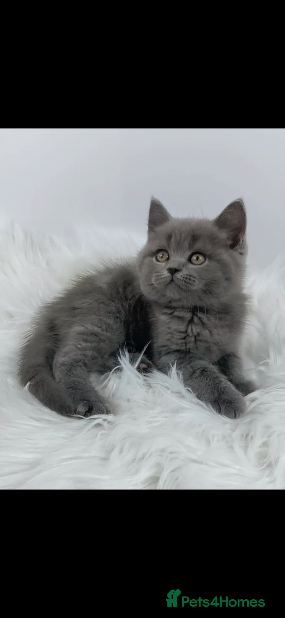 British Shorthair cats NEARLY 10 WEEKS OLD - FULLY WEANED & TRAINED  - Advert 2