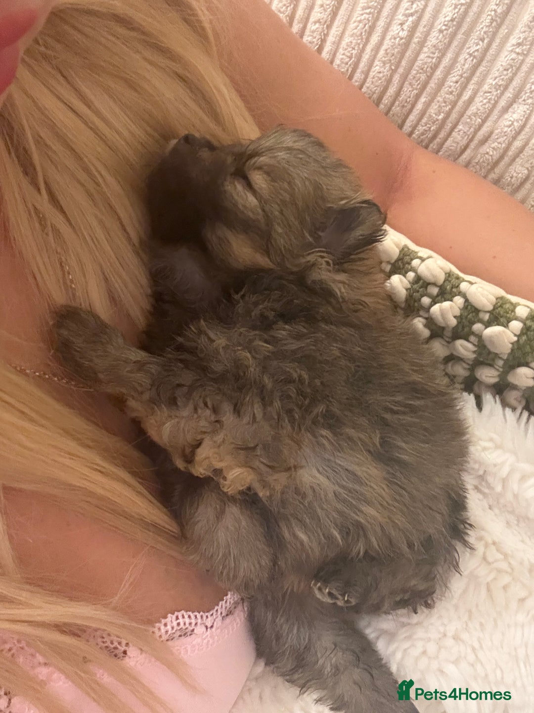 Pomeranian dogs for sale: Beautifully  **  fluffy Pomeranian puppies - Advert 11