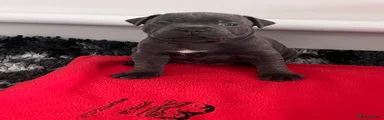 Staffordshire Bull Terrier Puppy 5