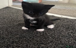 Mixed Breed cats for sale: 4 boy kittens left - Image 9