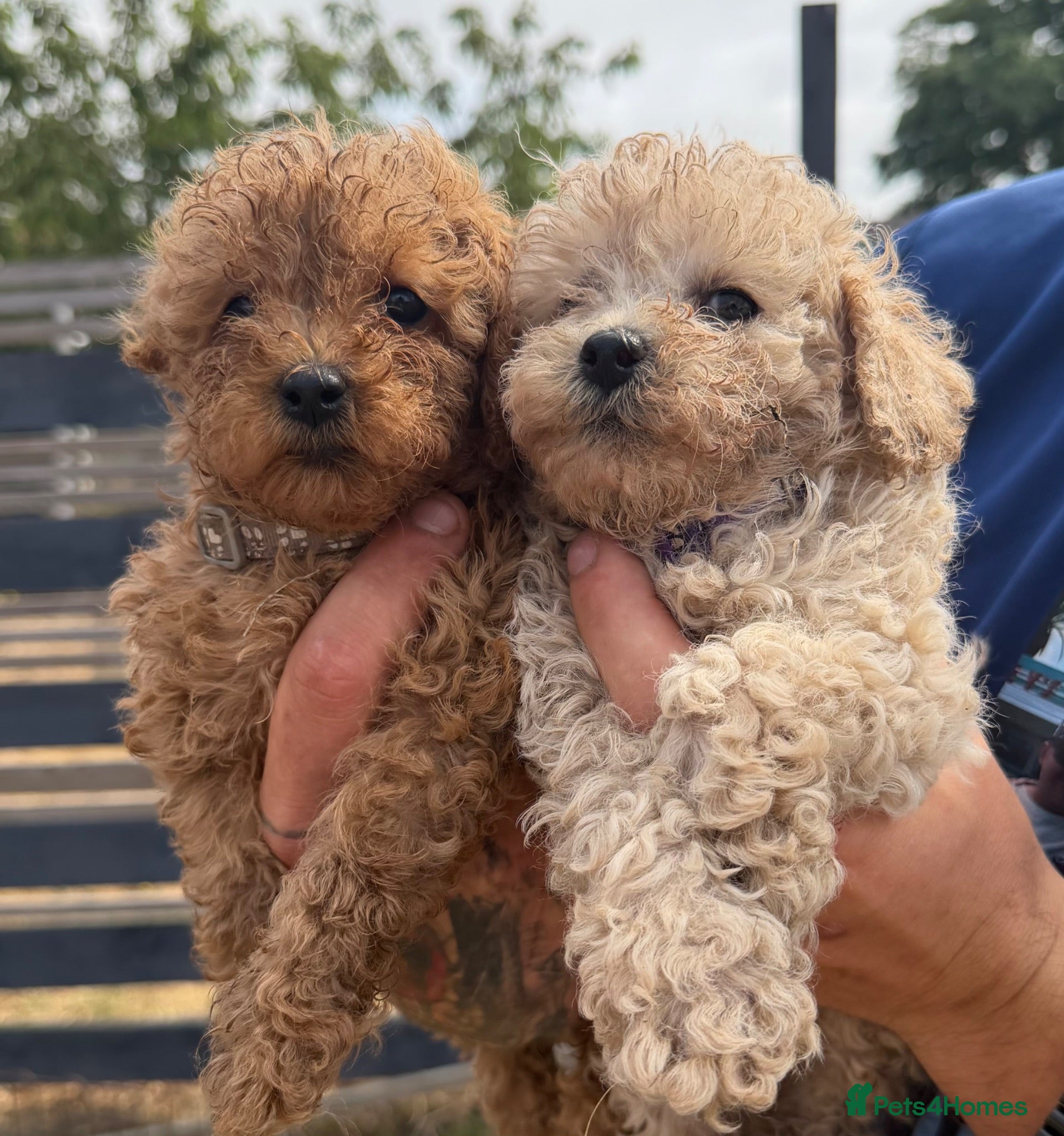 Toy Poodle dogs Beautiful Toy Poodle Puppies ❤️🐾🐩 - Advert 12