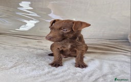 Patterdale Terrier dogs for sale: Patterdale Terrier pup - Image 1