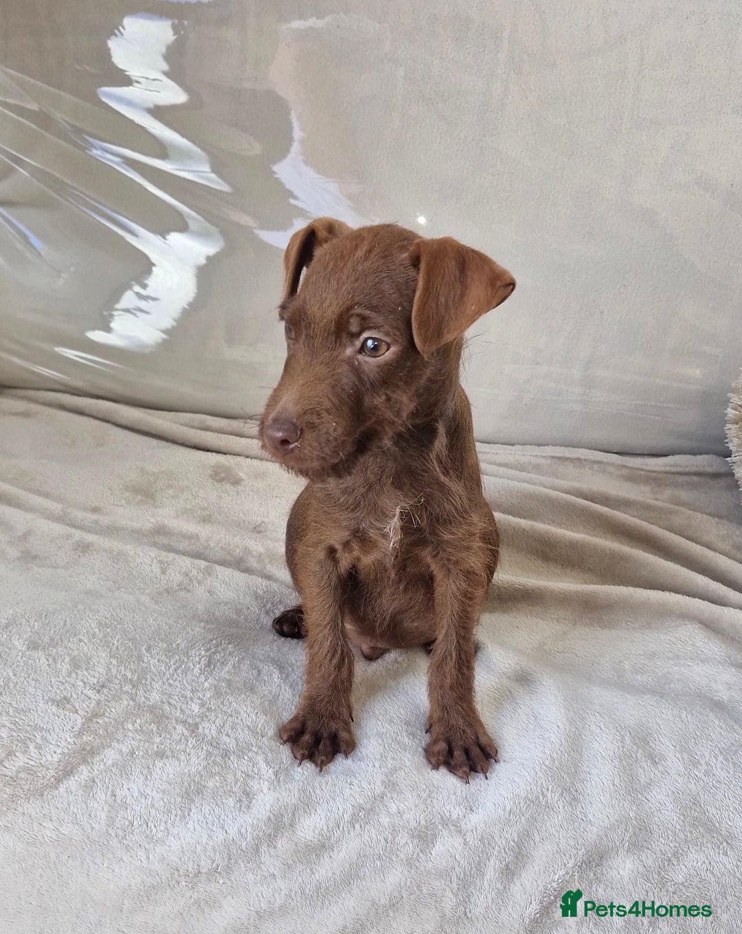 Patterdale Terrier dogs for sale: Patterdale Terrier pup - Image 1