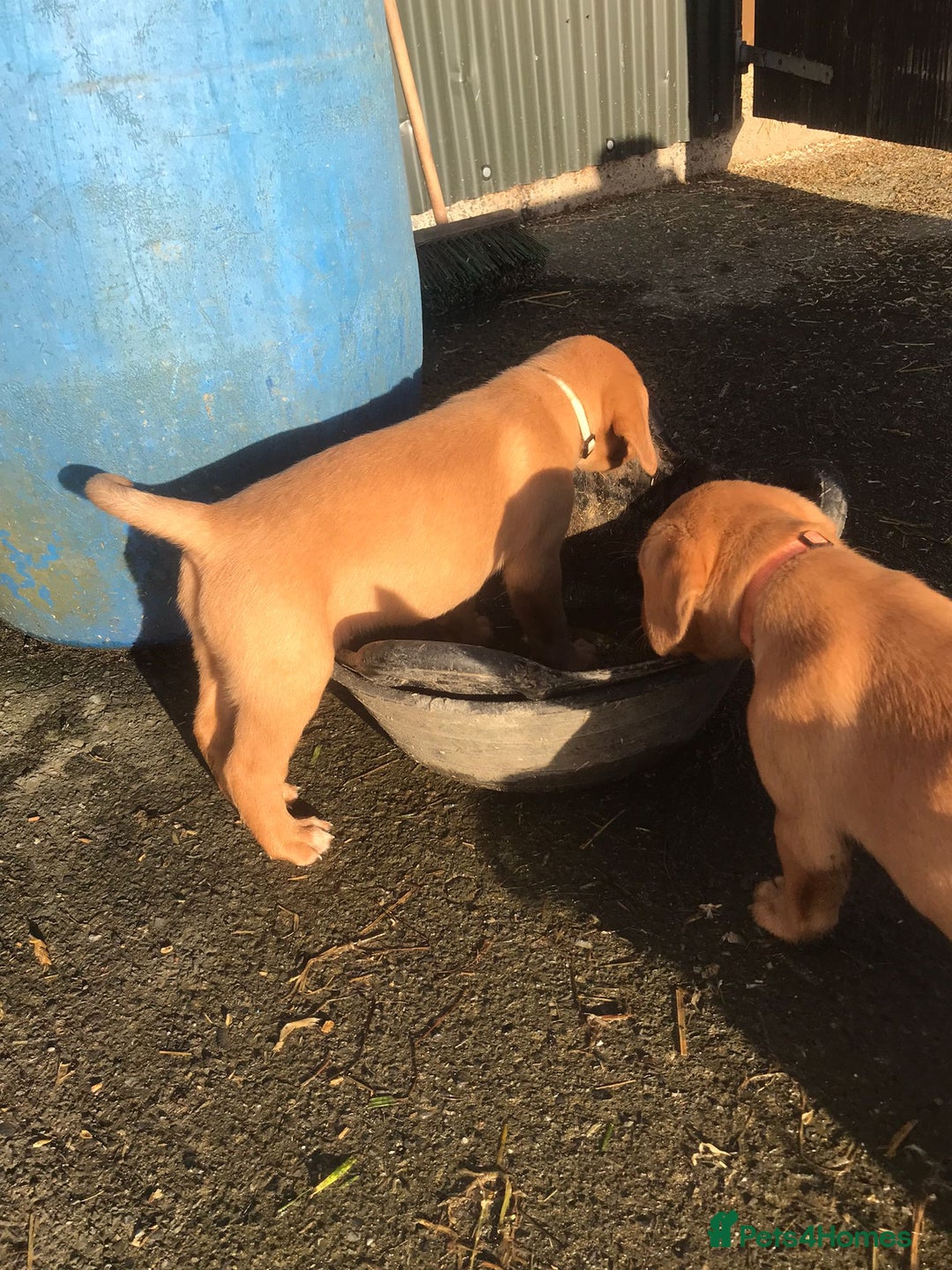 Labrador Retriever dogs for sale: KC Reg Fox red labrador litter of 6 dogs 4 bitches - Advert 33