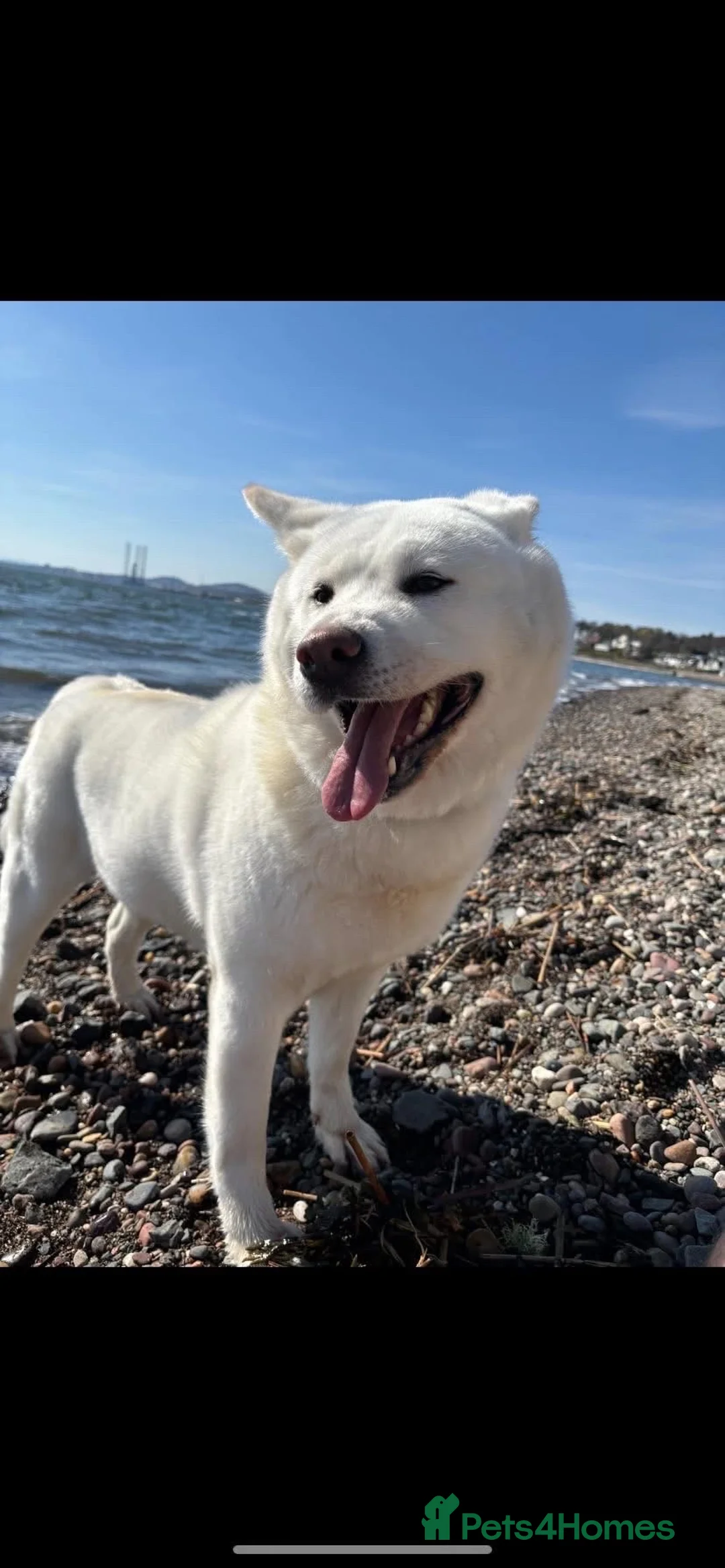 Japanese Akita Inu dogs for sale: Japanese Akita  - Advert 1