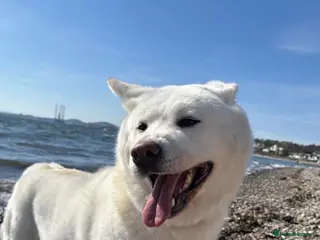 Japanese Akita Inu dogs Japanese Akita - Advert 1