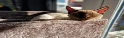 Devon Rex cats for sale: Most affectionate Male Devon Rex - Advert 1