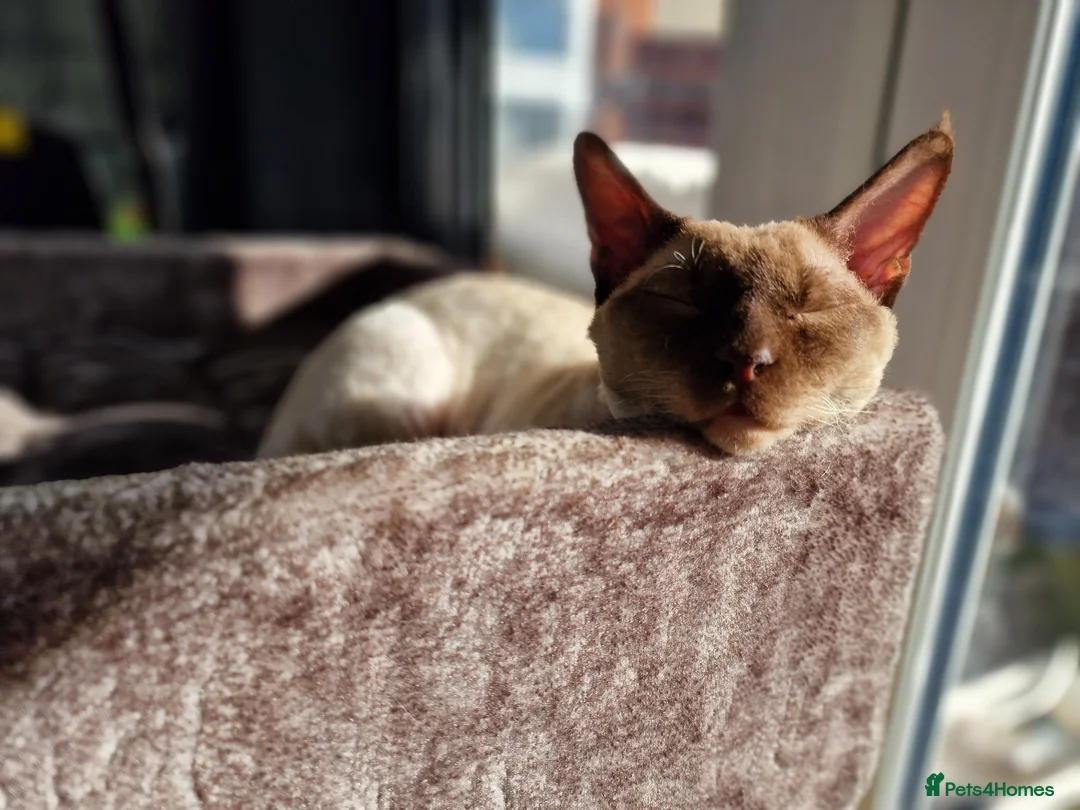 Devon Rex cats for sale: Most affectionate Male Devon Rex - Advert 1