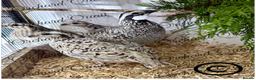 Quail poultry for sale: 6 X Snowflake Bobwhite Quail Hatching Eggs  - Advert 3