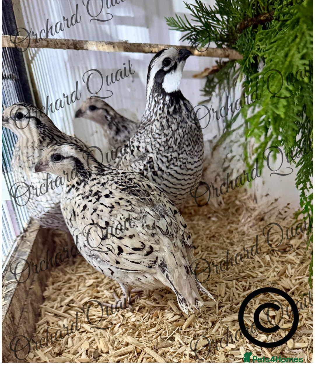Quail poultry for sale: 6 X Snowflake Bobwhite Quail Hatching Eggs  - Advert 3