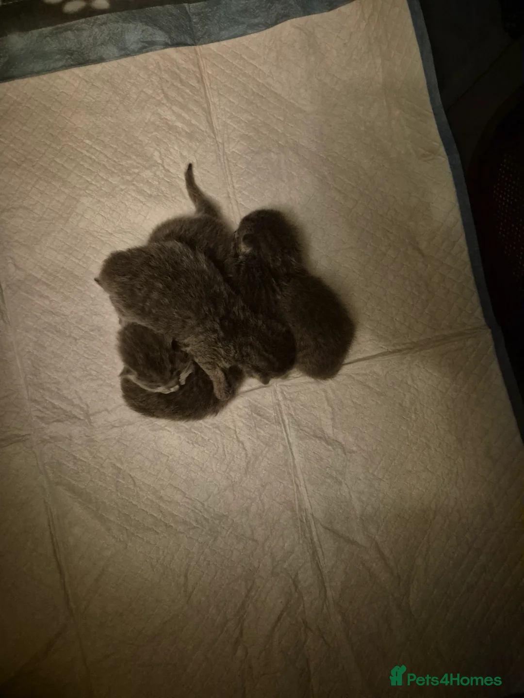 British Shorthair cats for sale: 4 British Shorthair Kittens  - Advert 8