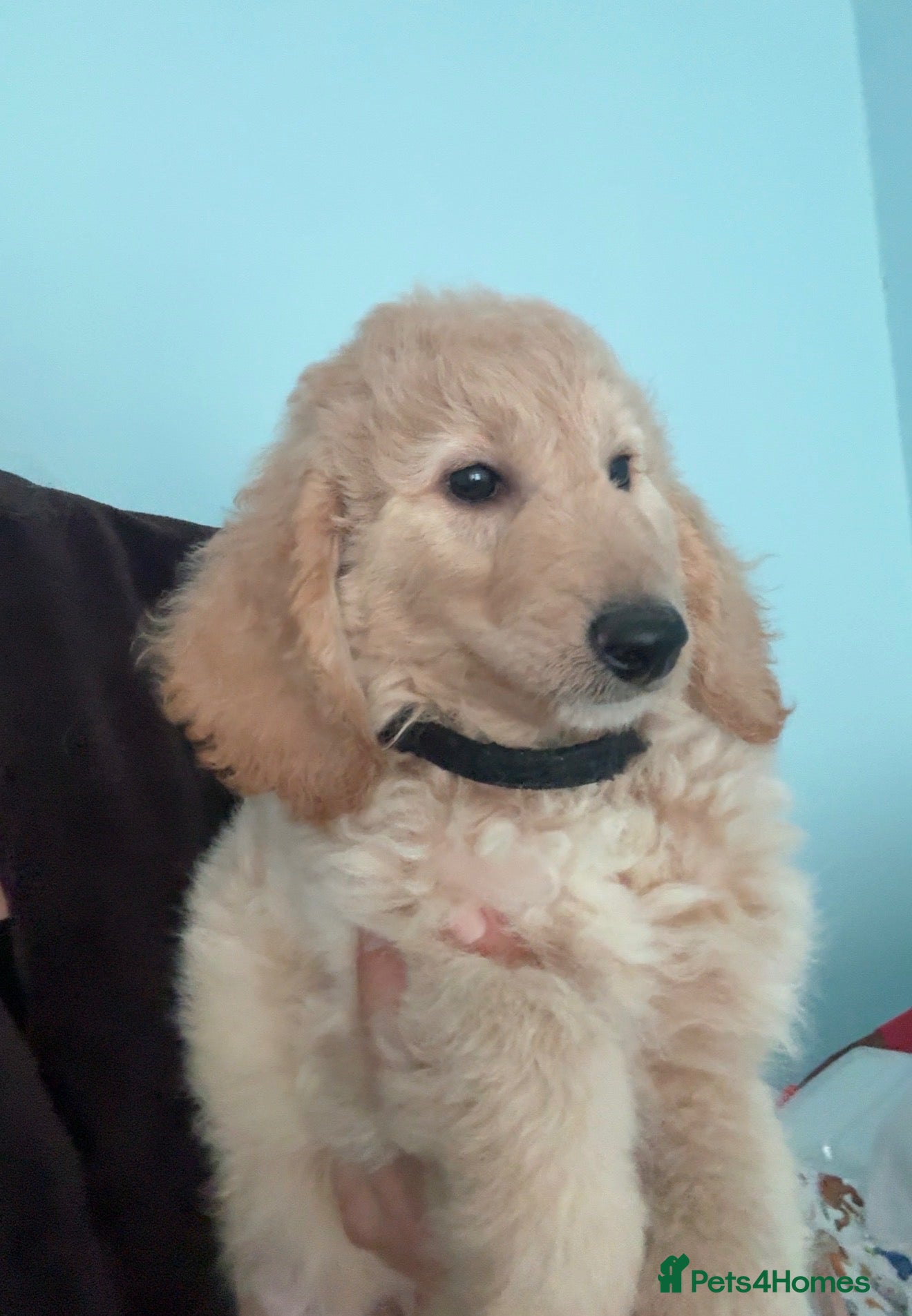 Mini Goldendoodle dogs LAST 2 GOLDENDOODLE PUPPIES - Advert 2