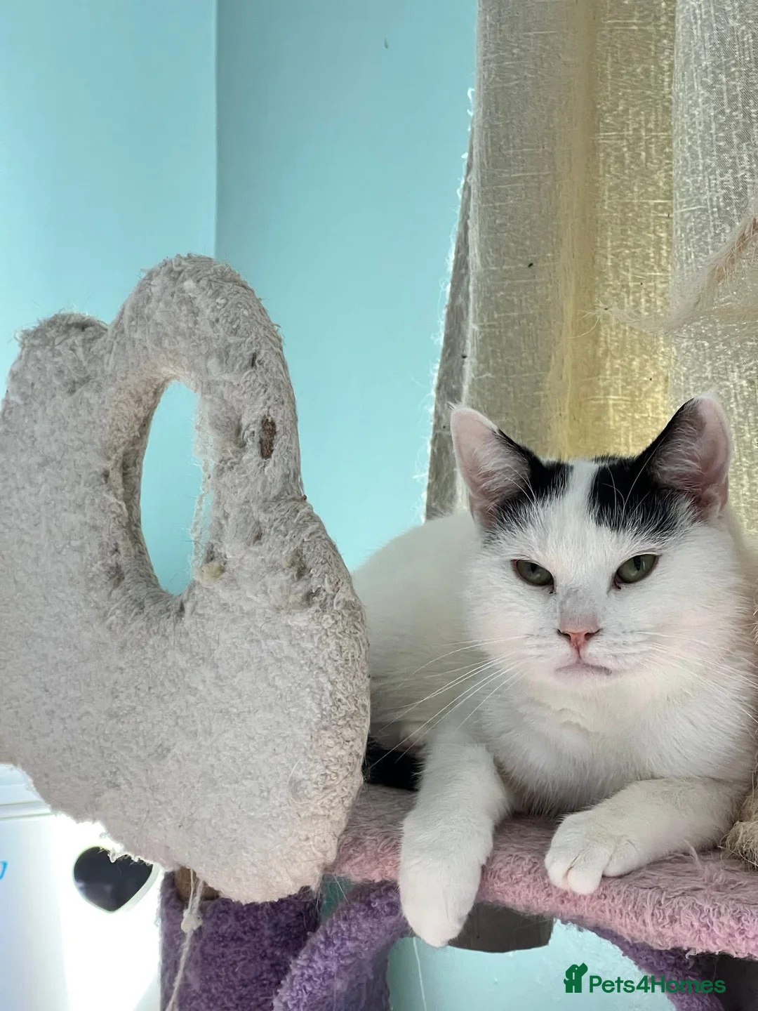 Domestic Shorthair cats for sale: 2 Bonded Brothers looking for a new home - Advert 18