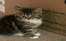 Domestic Shorthair cats for sale: Bundles of fluff  - Image 8