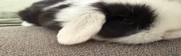 Mini Lop rabbits for sale: Beautiful Mini Lops to reserve  - Advert 14