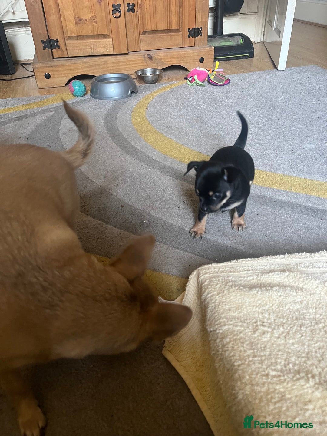 Chihuahua dogs for sale: Chi puppy - Advert 6