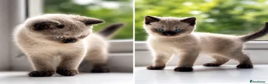 British Shorthair 1